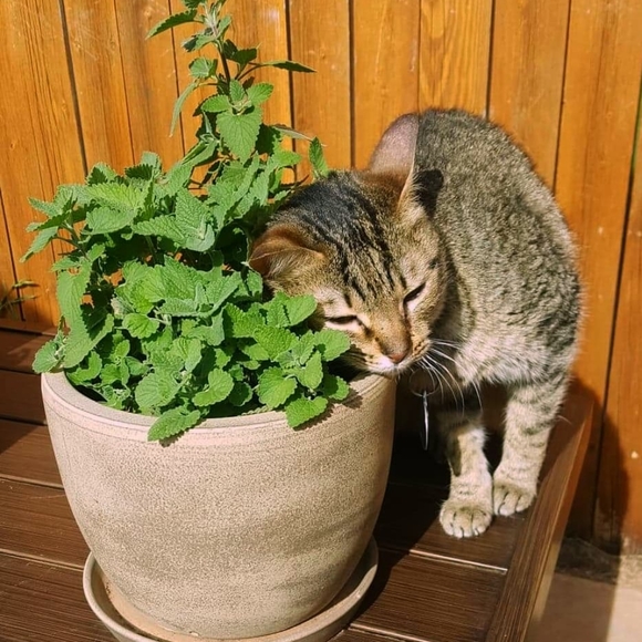 Meet your Posher, Ana - Picture 2 of 3